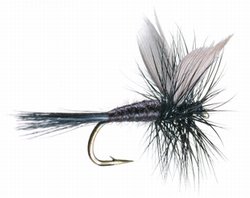 Black Gnat Dry Fly