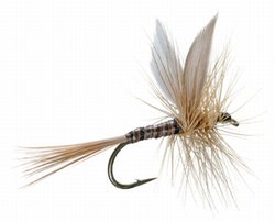 Ginger Quill Dry Fly