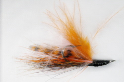 Albright Shrimp Fly