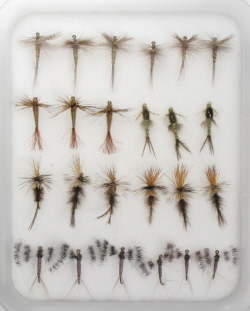Insect Life Cycle Fly Selection - Callibaetis