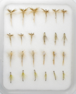 Insect Life Cycle Fly Selection - Cahill