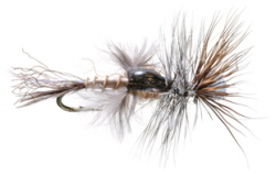 Poxyback Emerger