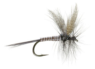 Quill Gordon Dry Fly