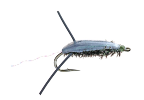 Water Boatman
