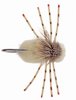 Turneffe Crab Bonefish Fly <br /> #4 - Cream