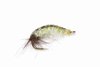 Thin Skin Caddis Larva