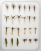 Insect Life Cycle Fly Selection - BWO