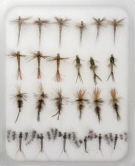 Insect Life Cycle Fly Selection - Callibaetis