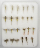 Insect Life Cycle Fly Selection - Sulfur